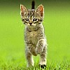 Аватара пользователя