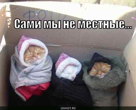 ne-mestnyye_1271568834.jpg
