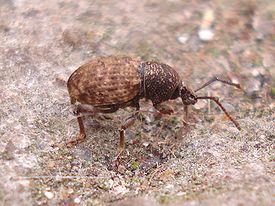 275px-Otiorhynchus_raucus_01.jpg