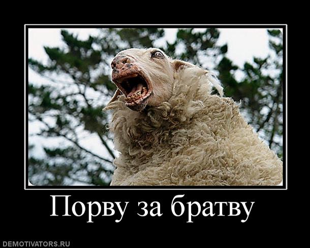 620989_porvu-za-bratvu.jpg